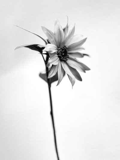 Amid the Flowers 25, 2021 (s/hvitt-bilde) av Teis Albers