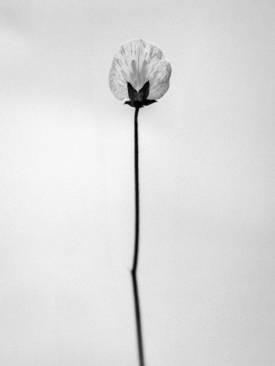 Amid the Flowers 26, 2021 (s/hvitt-bilde) av Teis Albers
