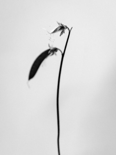 Amid the Flowers 27, 2021 (s/hvitt-bilde) av Teis Albers