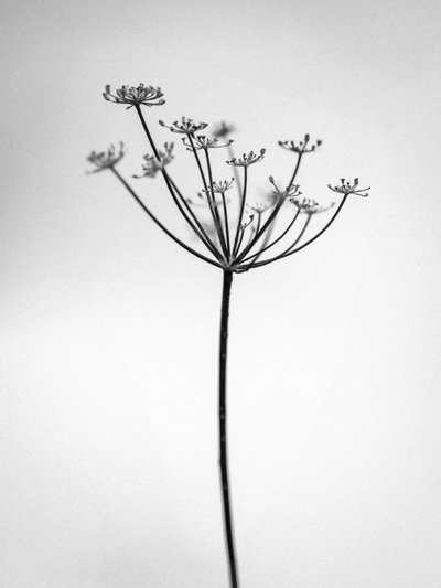 Amid the Flowers 29, 2021 (s/hvitt-bilde) av Teis Albers