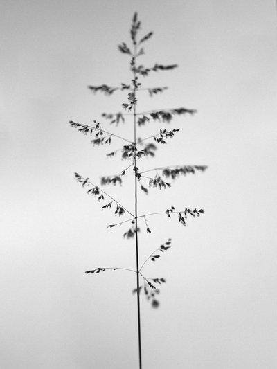Amid the Flowers 46, 2021 (s/hvitt-bilde) av Teis Albers
