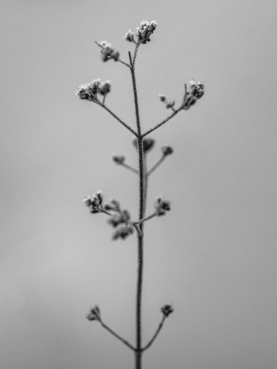 Amid the Flowers 4, 2021 (s/hvitt-bilde) av Teis Albers