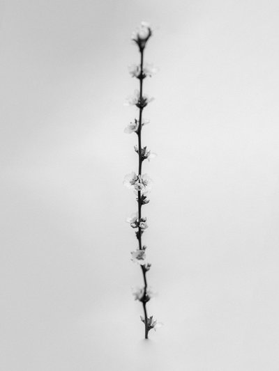 Amid the Flowers 61, 2021 (s/hvitt-bilde) av Teis Albers