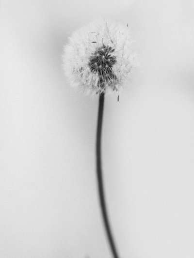 Amid the Flowers 62, 2021 (s/hvitt-bilde) av Teis Albers