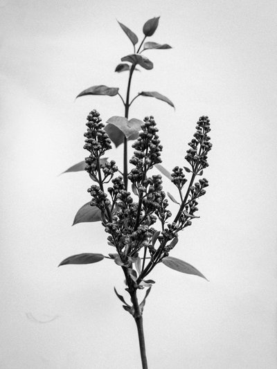 Amid the Flowers 66, 2021 (s/hvitt-bilde) av Teis Albers