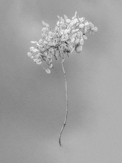 Amid the Flowers 73, 2021 (s/hvitt-bilde) av Teis Albers