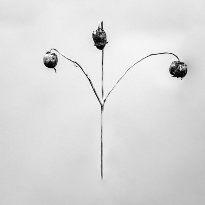 Amid the Flowers 75, 2021 (s/hvitt-bilde) av Teis Albers