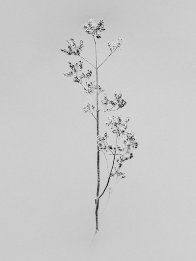 Amid the Flowers 76, 2021 (s/hvitt-bilde) av Teis Albers