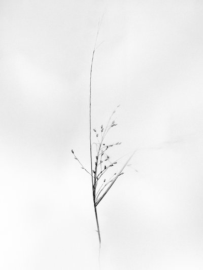 Amid the Flowers 79, 2021 (s/hvitt-bilde) av Teis Albers