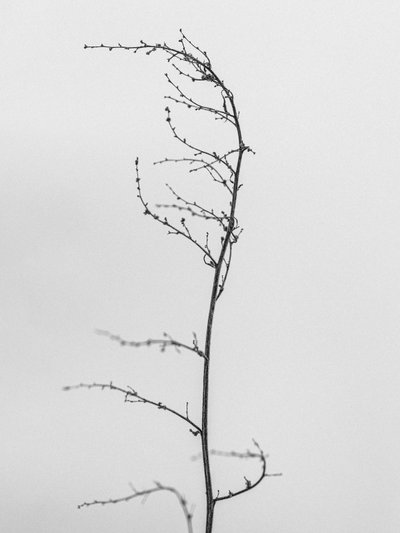 Amid the Flowers 8, 2021 (s/hvitt-bilde) av Teis Albers