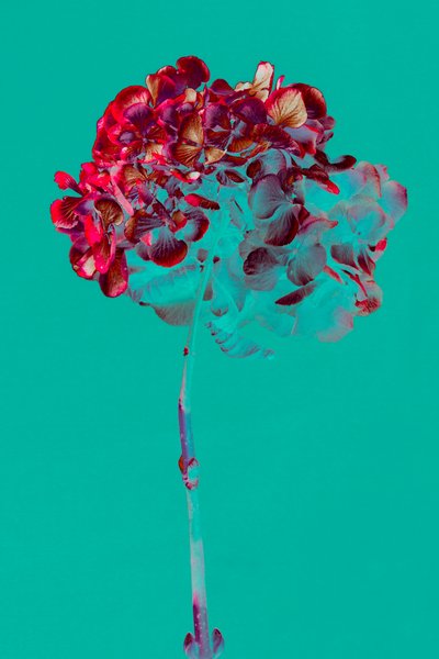 Hortensia, 2018 (bilde) av Teis Albers