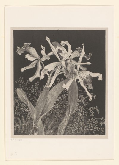 orkideer Orkideer Flower Studies (original serietittel) av Theo van Hoytema