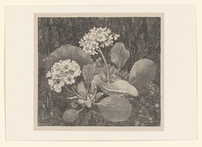 Primrose i mosen Flower Studies (original serietittel) av Theo van Hoytema