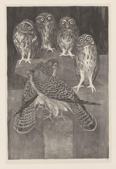 Fire små ugler og to tårnfalk Animal Studies (original serietittel) av Theo van Hoytema
