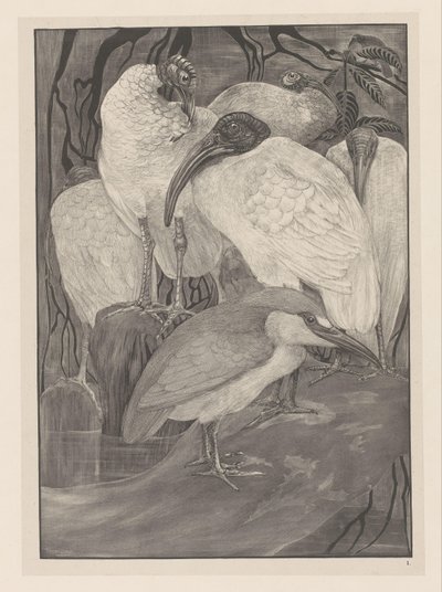 Fem ibiser og en natthegre Animal Studies (original serietittel) av Theo van Hoytema