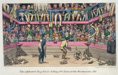 Den berømte hunden Billy dreper 100 rotter ved Westminster Pit, fra «Anecdotes, Original and Selected, Of The Turf, The Chase, The Ring, And The Stage» av Pierce Egan, utgitt 1825 (tresnitt) av Theodore Lane