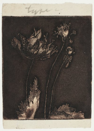 Siste valmuer av Theodore Roussel
