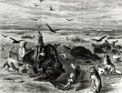 Slaughter of Buffaloes on the Plains, fra Harpers Weekly 1872 av Theodore Russell Davis