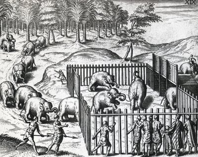 Elefantjakt i kongeriket Pegu, nå Myanmar, av Theodor de Bry (1528-1598), gravering av Theodore de Bry