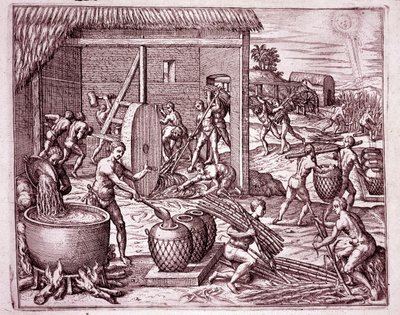 Amerikas historie: høsting av sukkerrør og sukkerproduksjon av indiske slaver som jobber for de spanske erobrerne (gravering av Theodore de Bry