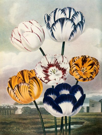Tulipaner, c1802-1821, 1948. av Thomas Baxter