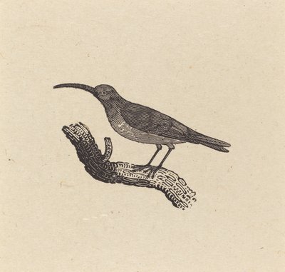 En fugl av Thomas Bewick