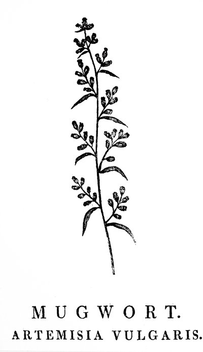 En treblokkgravering som viser en kvist av bynke, en art av aromatiske planter i slekten Artemisia. Tresnitt av Thomas Bewick (1753-1828), en engelsk gravør og naturhistorisk forfatter av Thomas Bewick