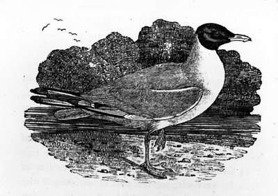 Black-Headed Gull, illustrasjon fra 