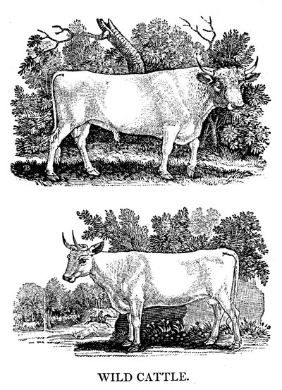 British Wild or Park Cattle, 1790 av Thomas Bewick