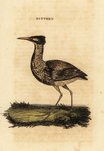Eurasian bittern eller stor bittern, Botaurus stellaris av Thomas Bewick
