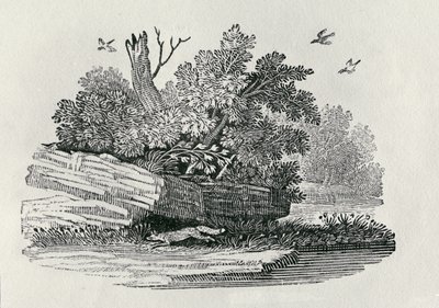 Fox escaping, fra 