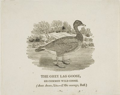  av Thomas Bewick