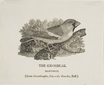  av Thomas Bewick