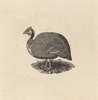 Guineahøne av Thomas Bewick