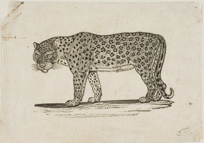 Leopard av Thomas Bewick