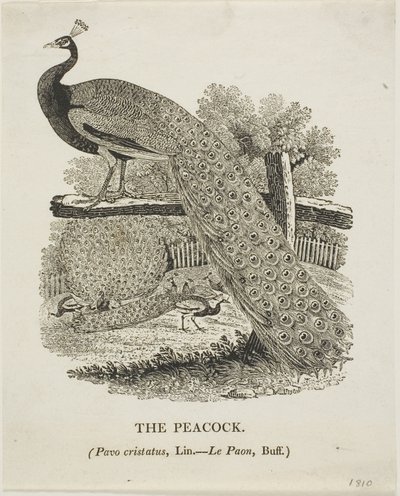  av Thomas Bewick