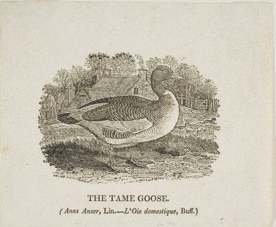 av Thomas Bewick