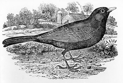 The Blackbird, illustrasjon fra 