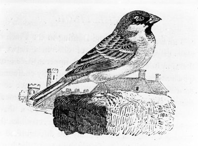 The House Sparrow, illustrasjon fra 