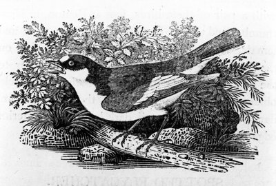 The Pied Flycatcher, illustrasjon fra 