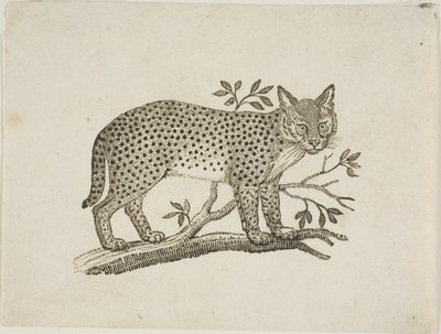 Servalen av Thomas Bewick