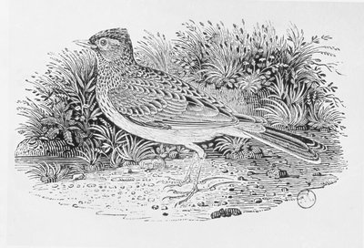 Skylarken (Alauda arvensis) fra 'History of British Birds' bind I, pub. 1797 (tregravering) av Thomas Bewick