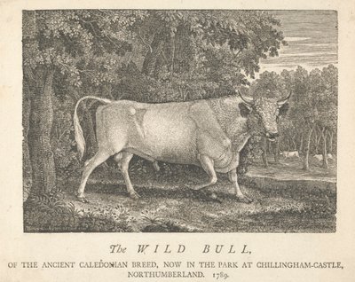 The Wild Bull, av den gamle kaledonske rasen, nå i parken, i Chillingham-Castle, Northumberland. av Thomas Bewick