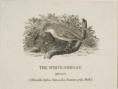 Hvit hals (fugl) av Thomas Bewick