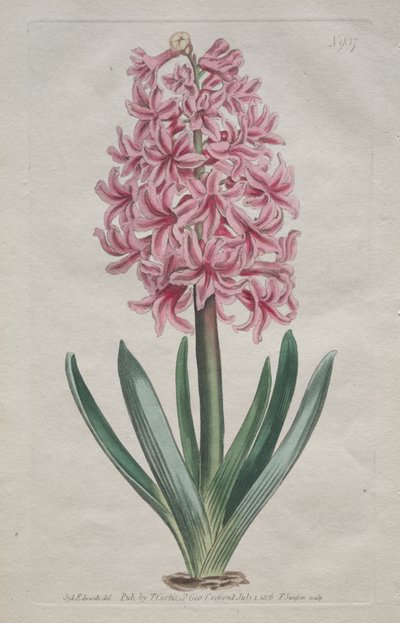 Det botaniske magasinet eller blomsterhagen vist: Hagehyacint av Thomas Curtis