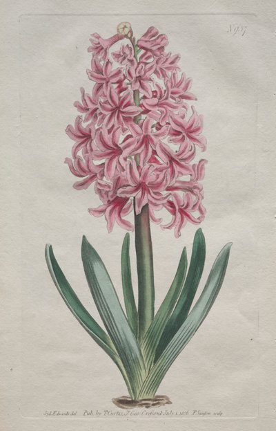 The Botanical Magazine eller Flower Garden vist: Garden Hyacinth, 1806. av Thomas Curtis