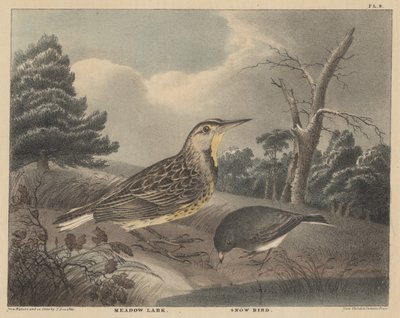 Meadow Lark and Snow Bird, fra 