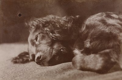 Boyce, portrett av en setterhund av Thomas Eakins