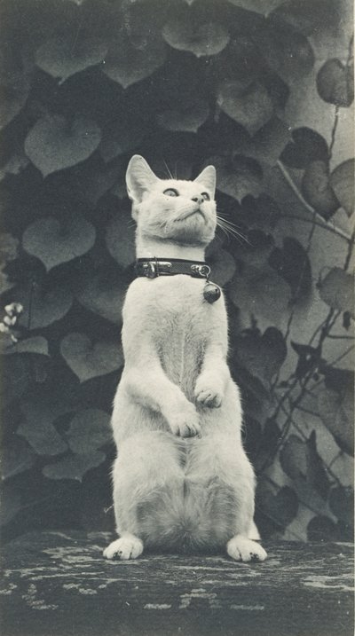 Katt i Eakins