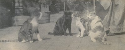 Fire katter, ca. 1895. av Thomas Eakins
